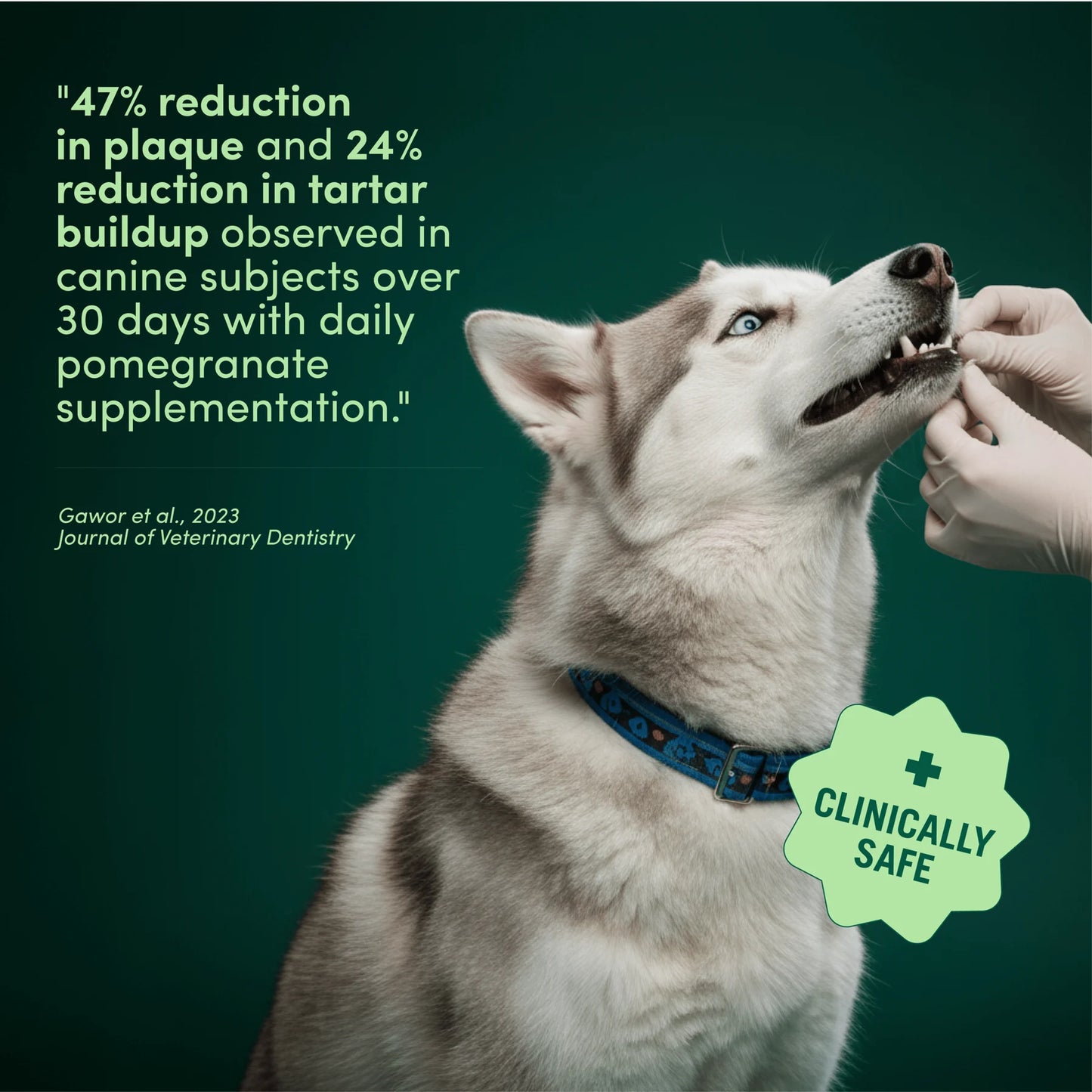 Daily Dental Powder for Fresh Breath & Clean Teeth