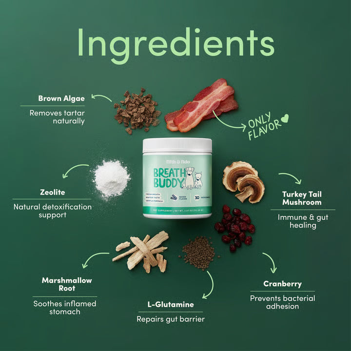 Daily Dental Powder for Fresh Breath & Clean Teeth